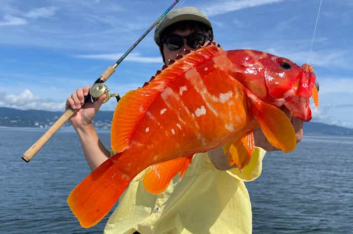 ワールドシャウラリミテッド