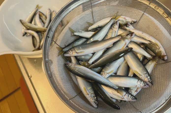 数釣りが楽しめるアユの餌釣り
