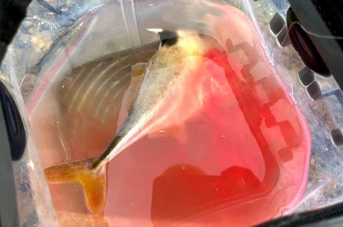 ギマの血抜き