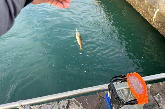 シロメはサビキ釣りの神エサ