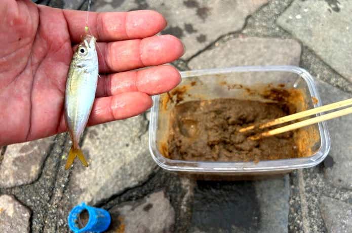シロメを使って釣果アップ