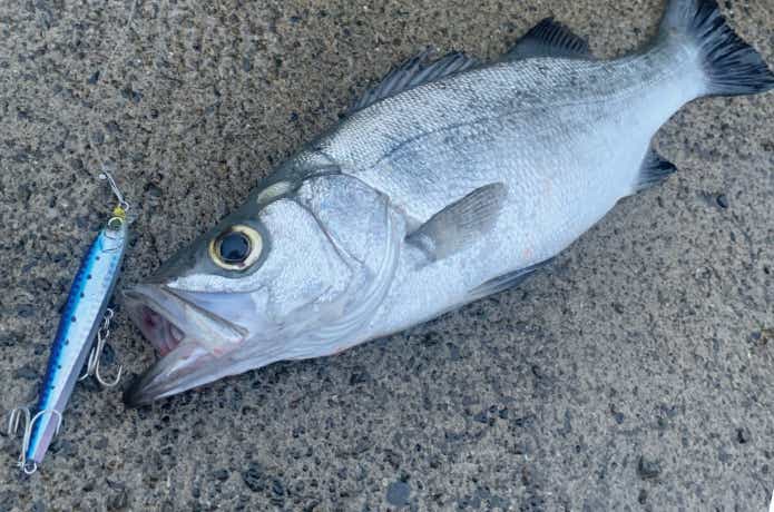 ヘビーショットで釣ったヒラスズキ