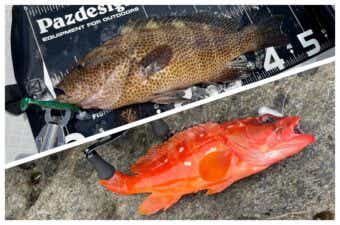 アカハタとオオモンハタの釣り分けは“2つの事”を意識して