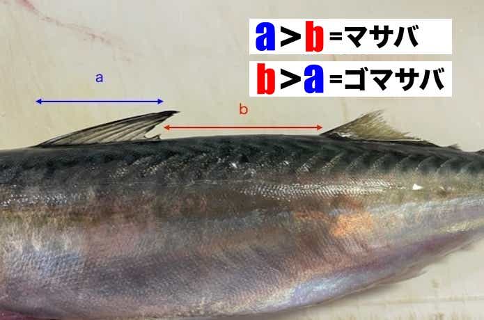 ゴマサバのヒレ