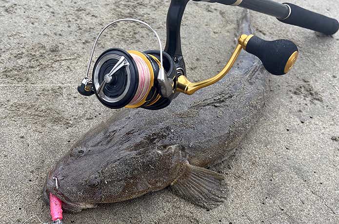 23レガリスで釣ったマゴチ