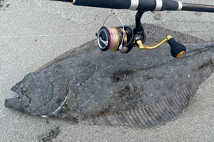 23レガリスで釣ったヒラメ