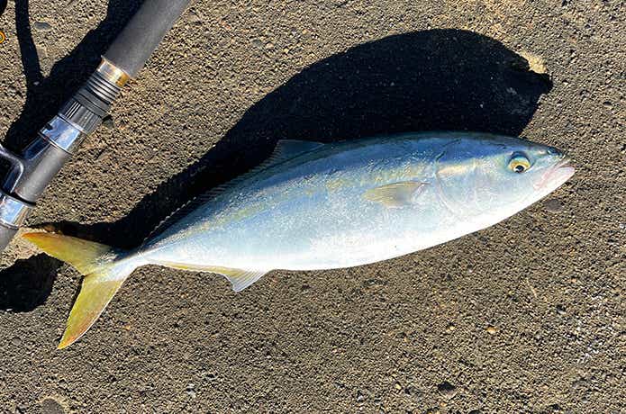 23レガリスで釣った青物