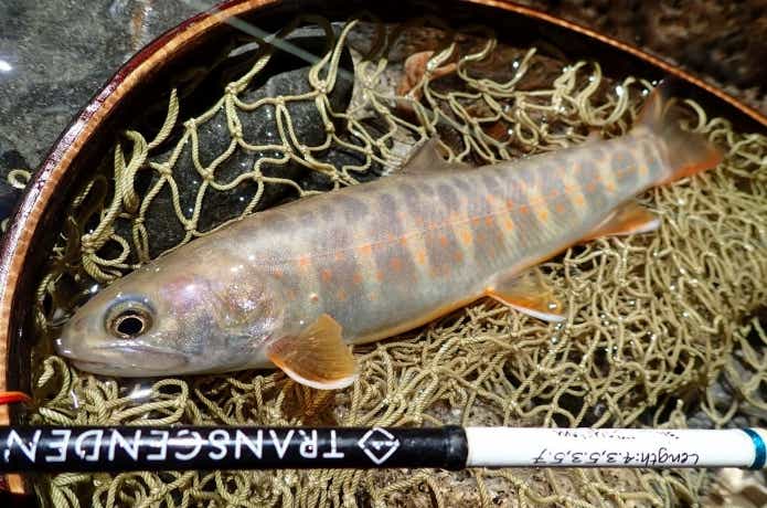 天竜川水系のイワナ