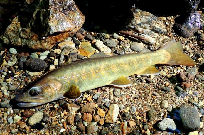 木曽川水系で釣れたイワナ