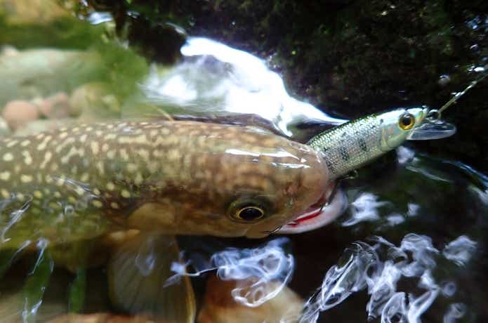 Dコンタクトで釣れたイワナ