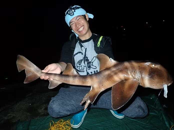 投げ釣りで釣れたネコザメ