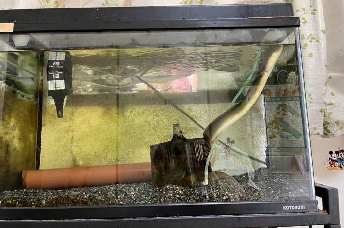 餌をねだるウナギ