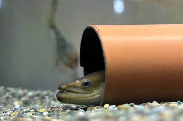 ウナギの飼育