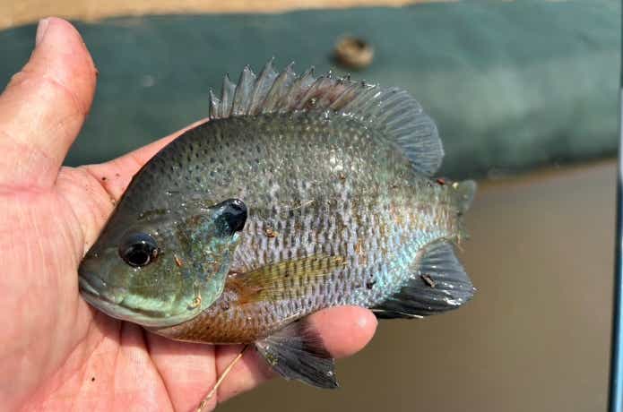 濁った水路で釣れたブルーギル