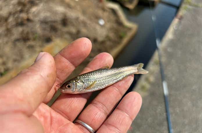 側溝で釣れたタモロコ
