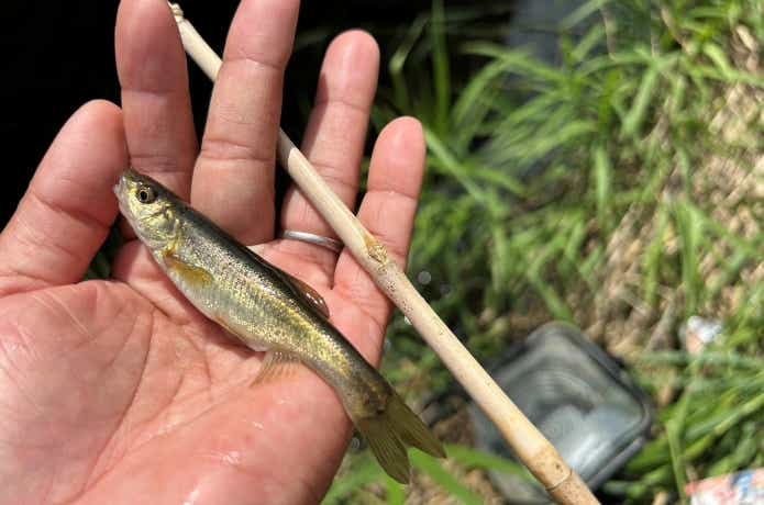 水田地帯の小川で釣れたアブラハヤ