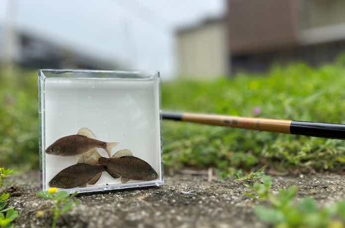 田んぼの脇で釣れたタナゴ