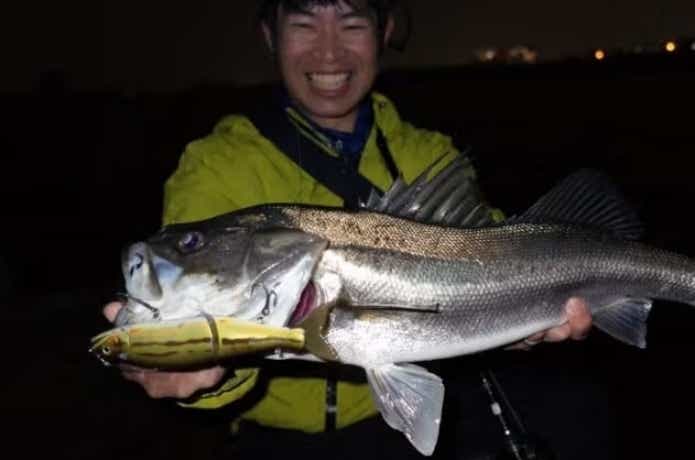 ジョイクロで釣れたシーバス