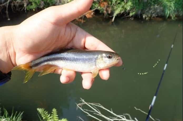 小川で釣れるカワムツ