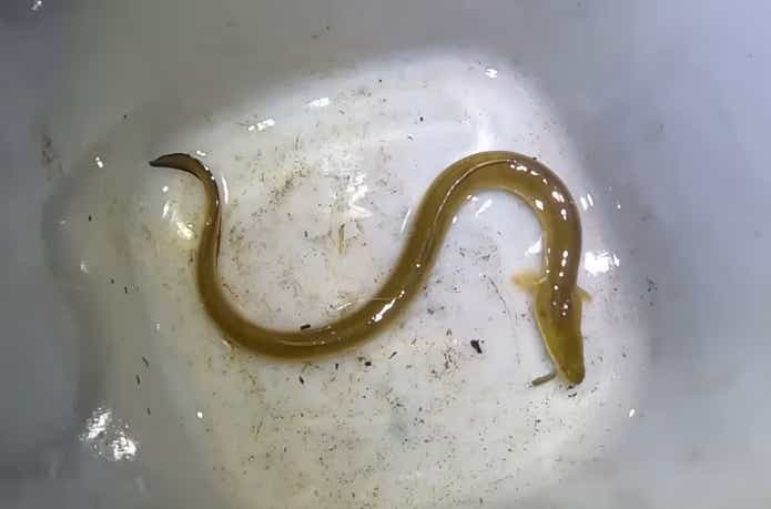 ウナギの泥抜き