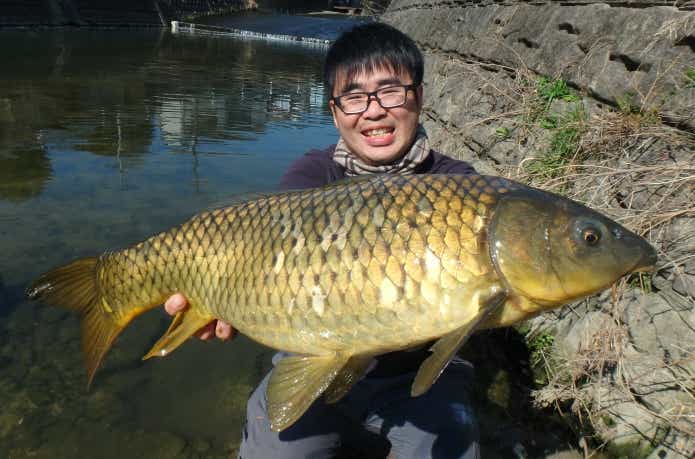 身近な大物コイ釣り