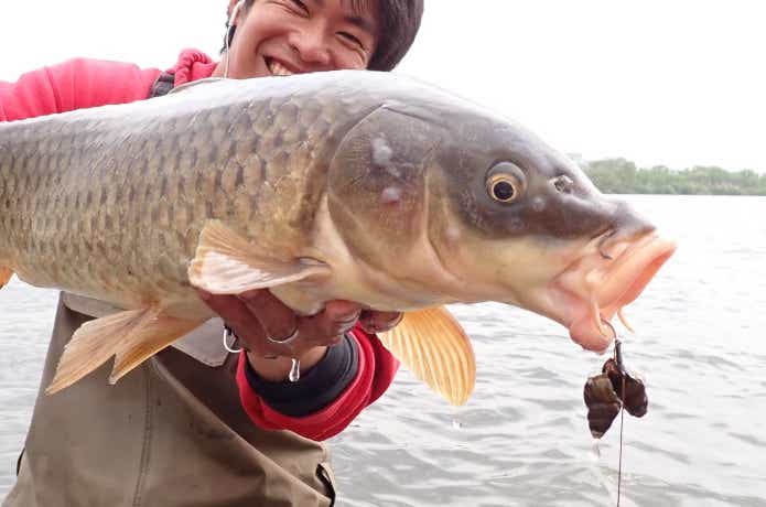 タニシに食いついたコイ
