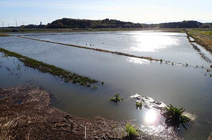 越水した田園地帯