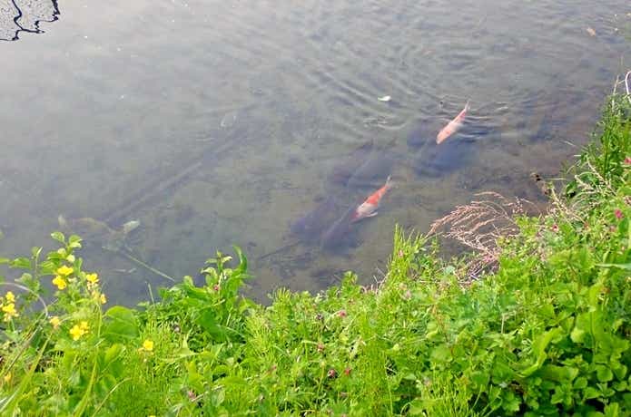 岸辺を泳ぐ錦鯉とヤマトゴイ