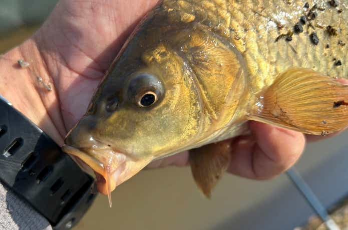 無胃魚であるコイ