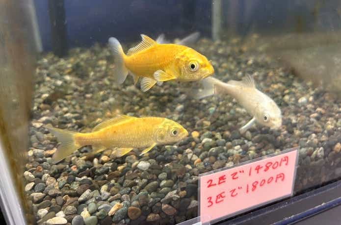 格安錦鯉の値段