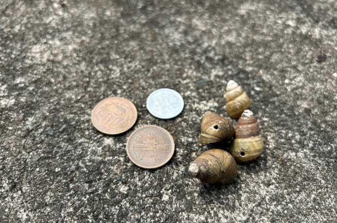 コイの咽頭歯が10円を変形させる