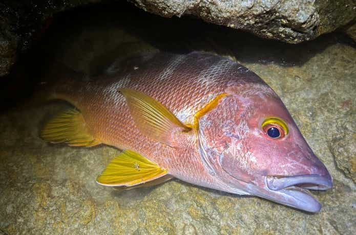 コツさえ掴めば釣れるシブダイ