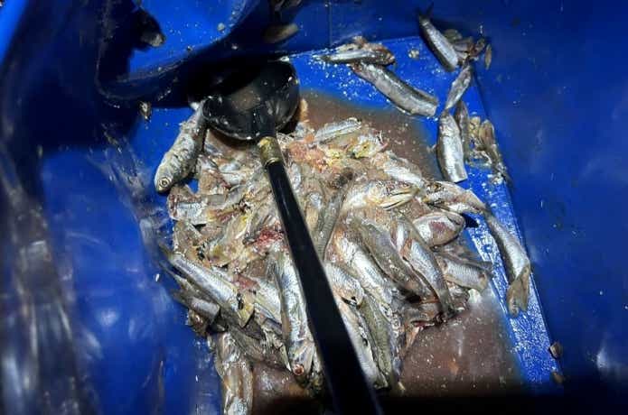 シブダイ釣りで使用する撒き餌