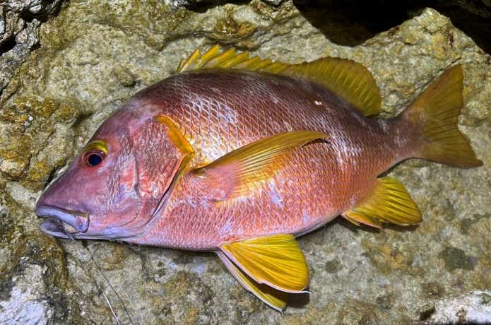 真夏に釣れた高級魚シブダイ