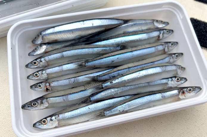 沖縄でスルルーと呼ばれるキビナゴ