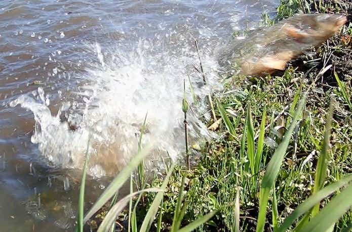 天明らんちゅう】□厳選本命魚□□ 特選魚 当歳 ほぼ欠点のない 太い 尾形のいい 止めの綺麗な 大会用 □K8 らんちゅう