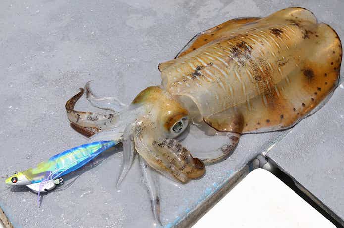 エビQ TRで釣れたアオリイカ