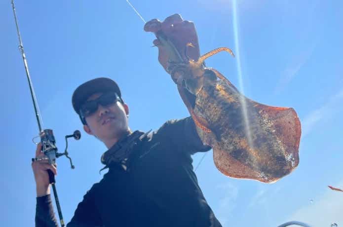 アオリイカの釣果