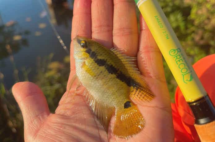 袖針を使った熱帯魚釣り