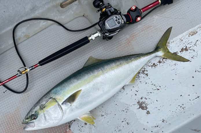 完全フカセでブリの釣果
