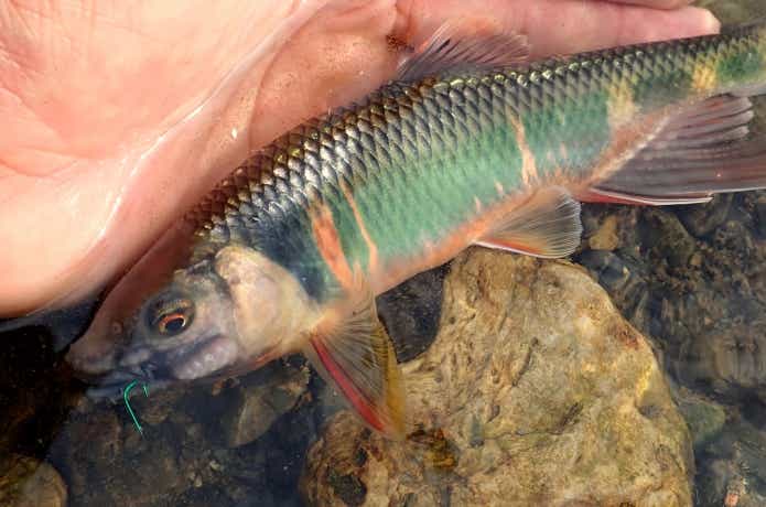 袖針で釣れたオイカワ