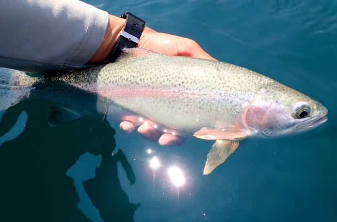 然別湖のワイルドレインボー