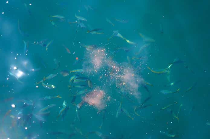 警戒心の高い魚の群れ