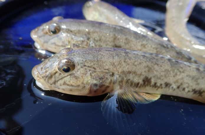 ハゼ釣りにも適した袖針