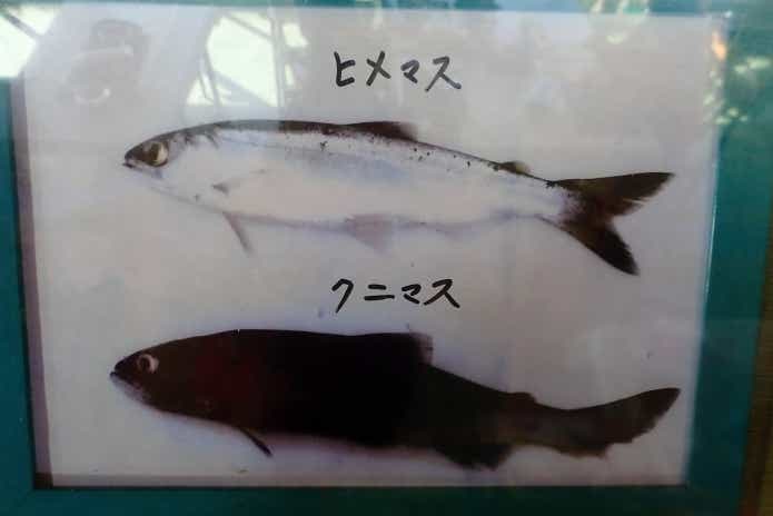 西湖で生き残ったクニマス