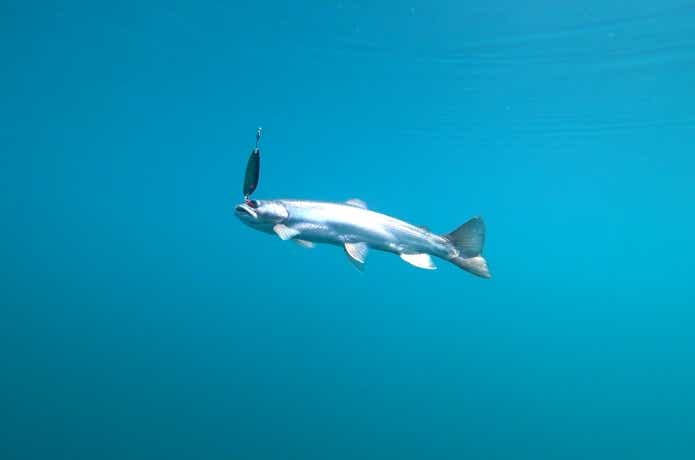 然別湖の天然魚であるミヤベイワナ
