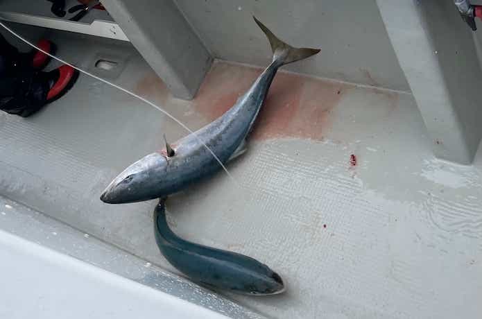 釣り上げた魚