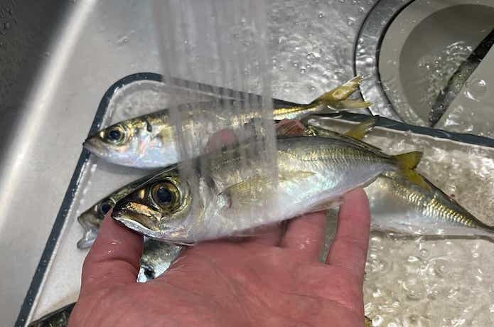 真水で洗った魚