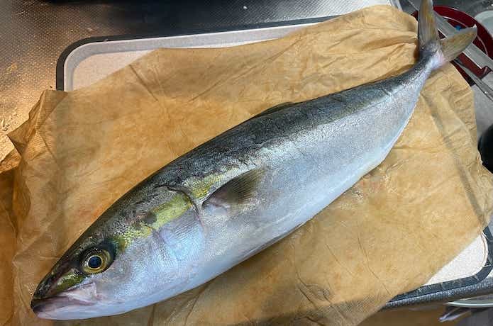リブウォーターを使っていない魚
