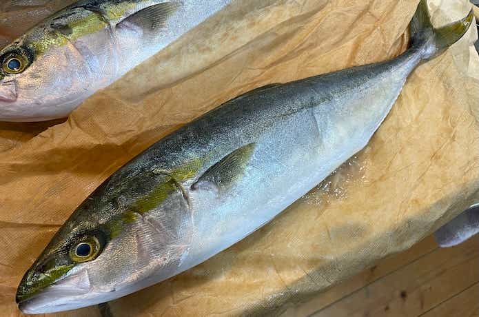 リブウォーターを使用した魚